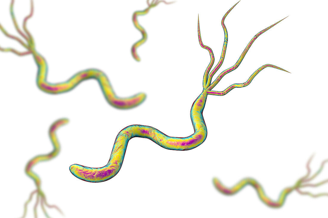 Helicobacter pylori bacteria, illustration