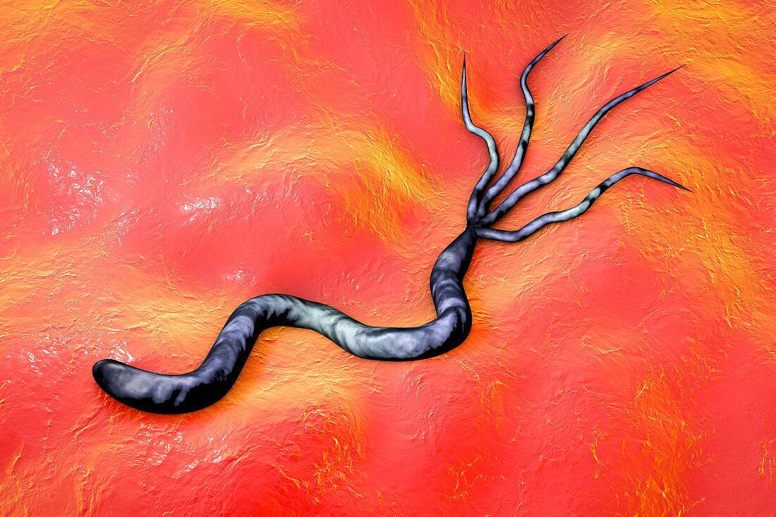 Helicobacter pylori bacterium, illustration