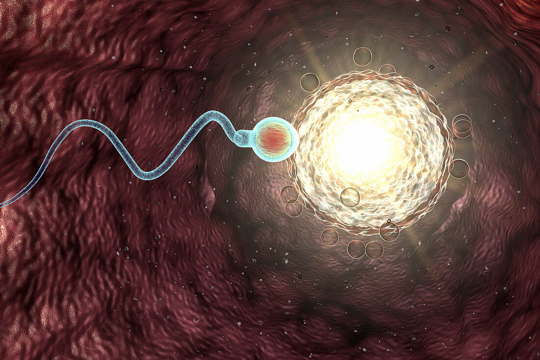Spermatozoan moving to fertilize egg cell, illustration