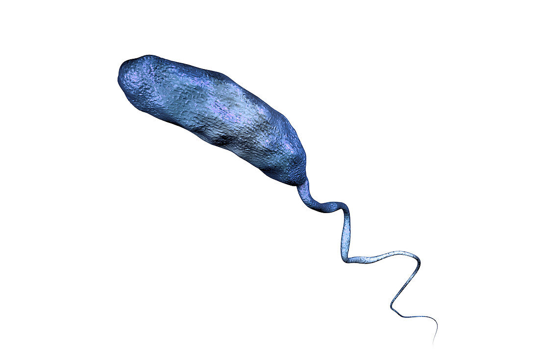 Cholera bacterium, illustration