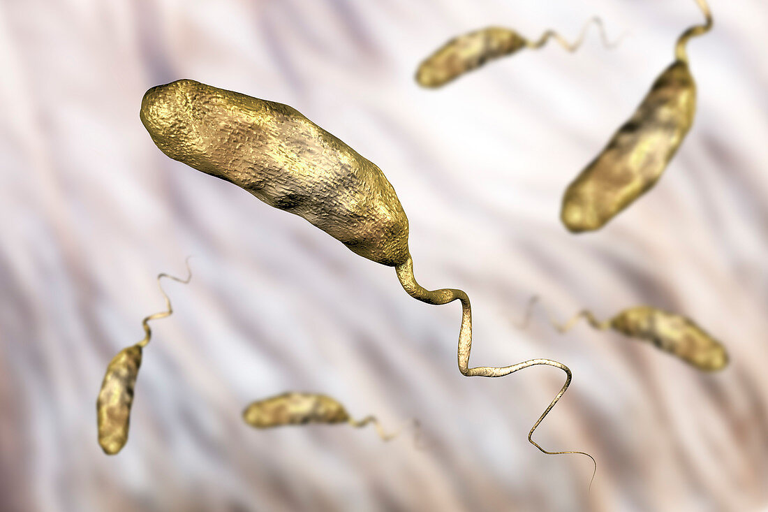 Cholera bacterium, illustration