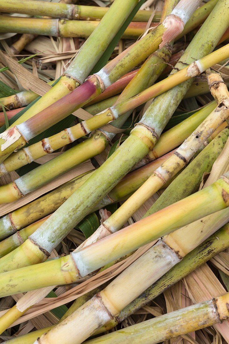 A close-up of sugar cane in Charco Azul, Santa Cruz de Tenerife, Spain