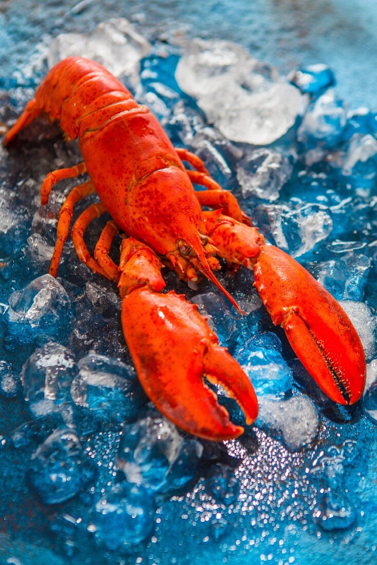 Lobster on ice