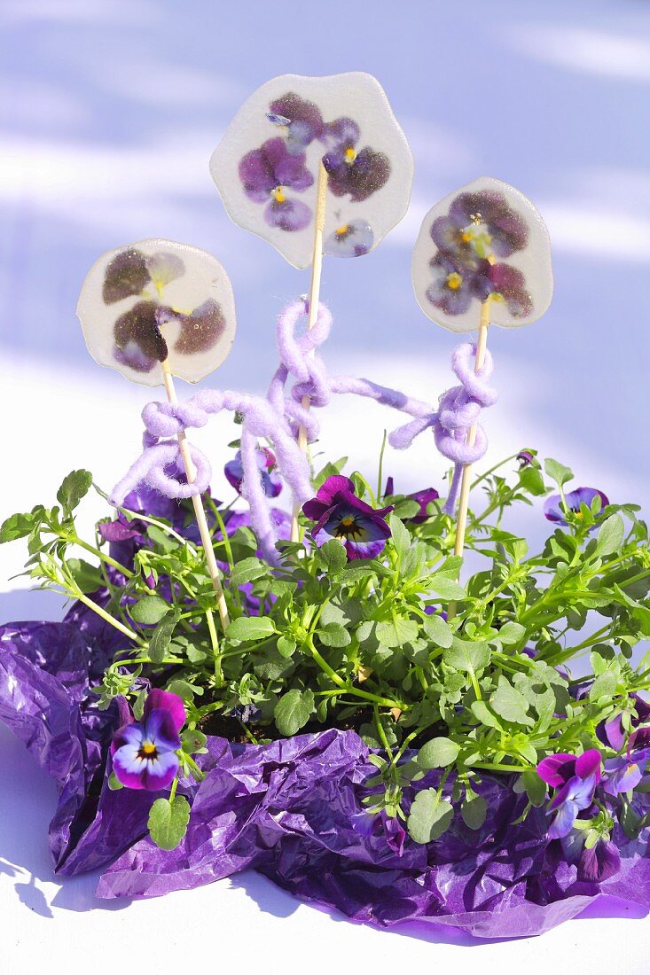 Hand-made viola lollipops