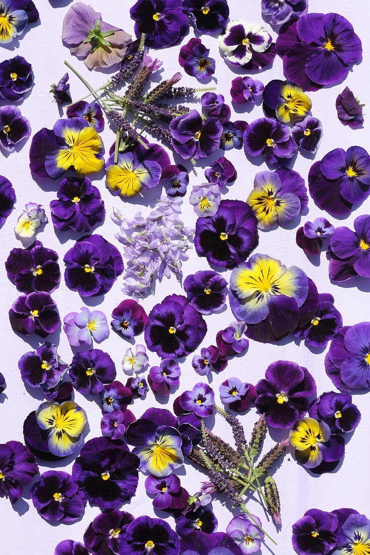 Violas, lilac flowers and lavender