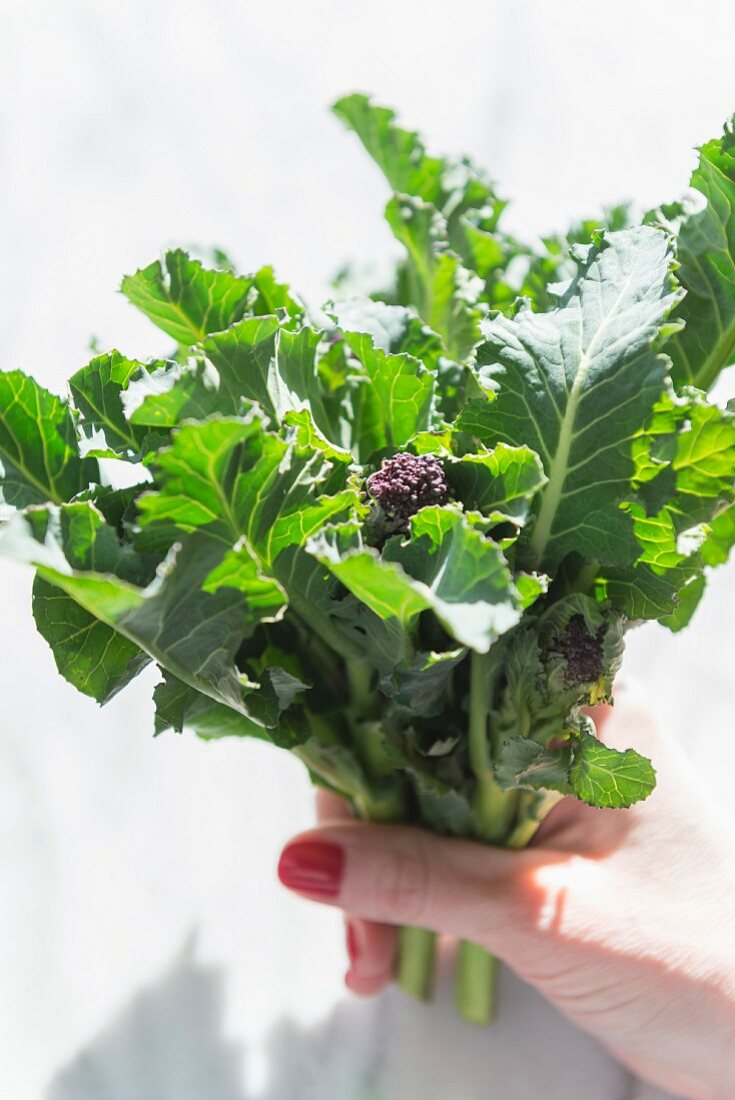 Purple sprouting brocolli held over marble background