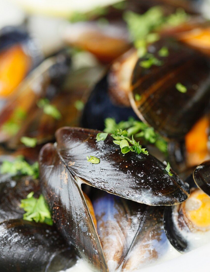 Mussels in a white wine and garlic sauce