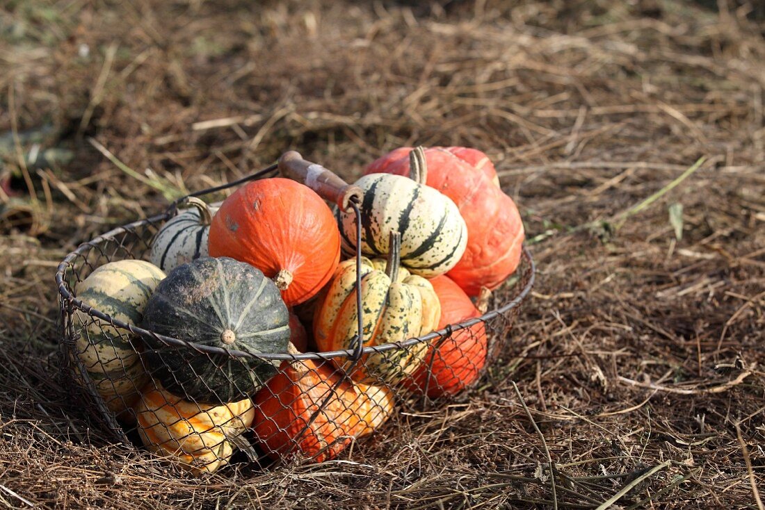 Various pumpkins in a wire basket in a field