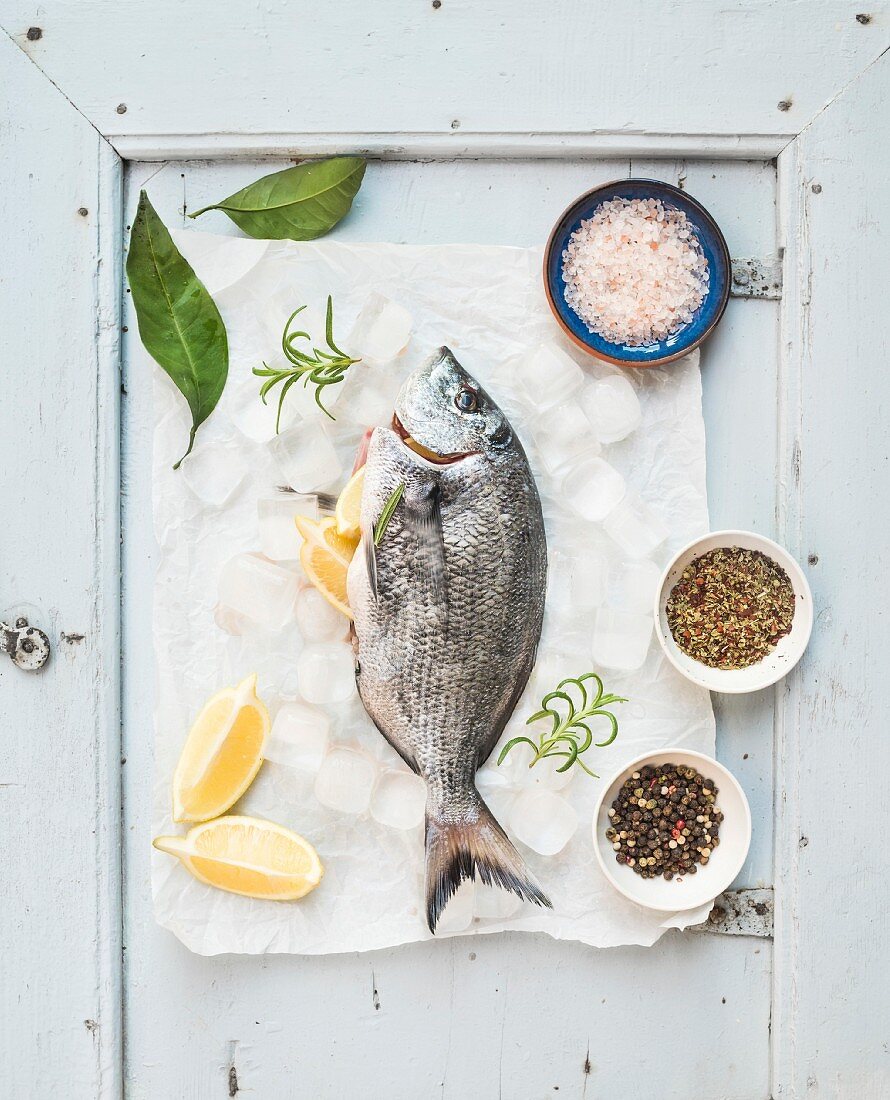 Fresh uncooked sea bream fish with lemon, herbs, ice and spices on rustic blue wooden board backdrop