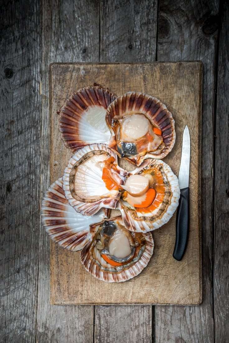 Open Jacob's mussels with a knife on a wooden board