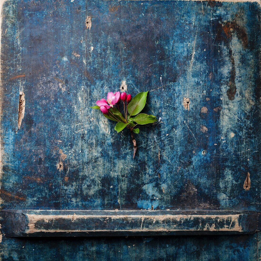 Blossoming branch of Pink apple tree on blue background