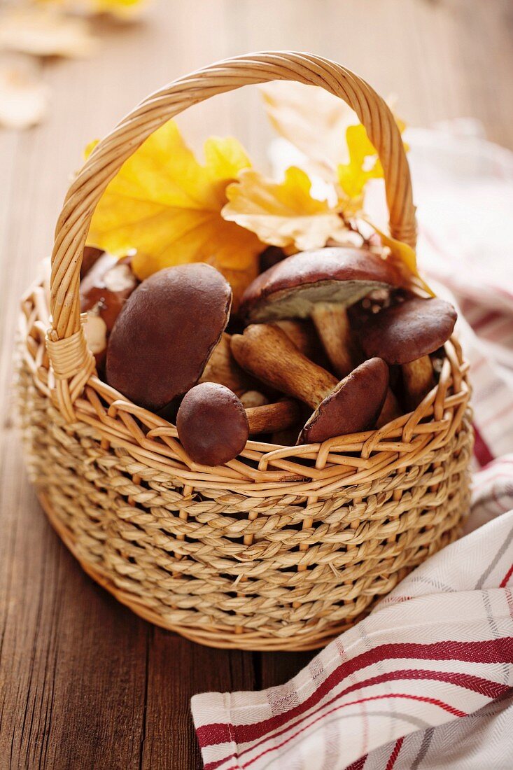 Basket of forest mushrooms bay bolete