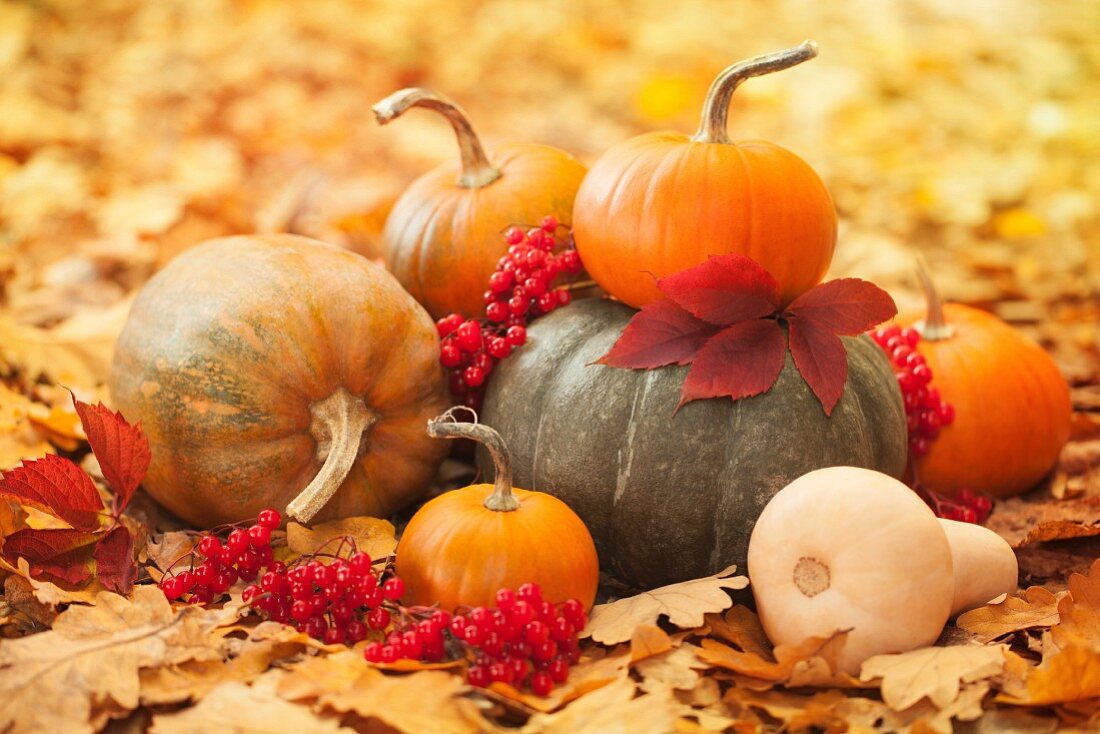 Pumpkins in a garden