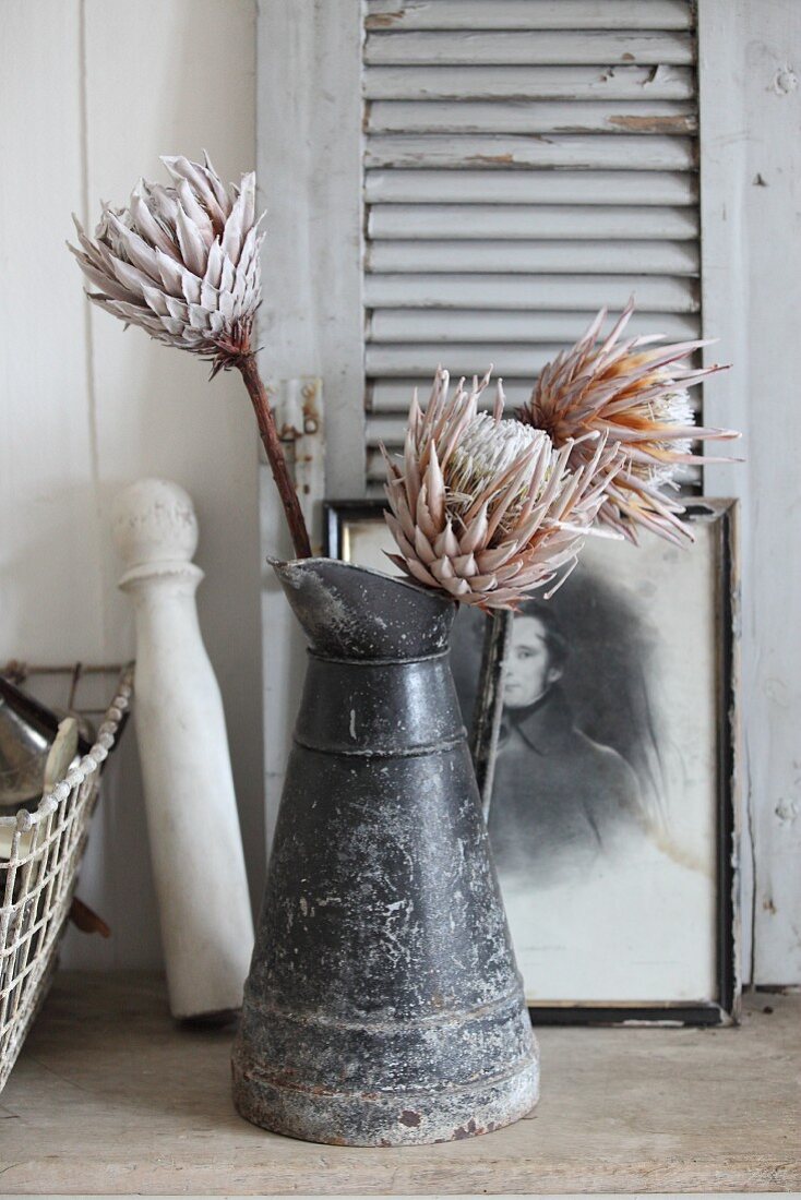 Getrocknete Protea im alten Metallkrug vor einem Fensterladen