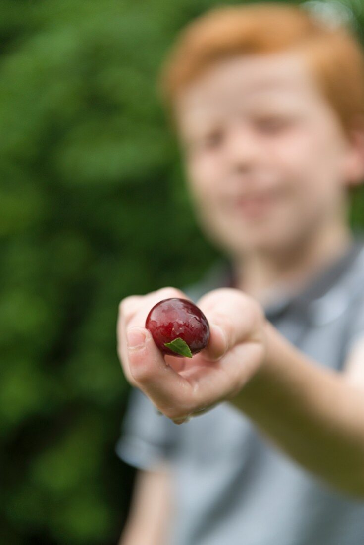 A ten year old by picking plums from a tree