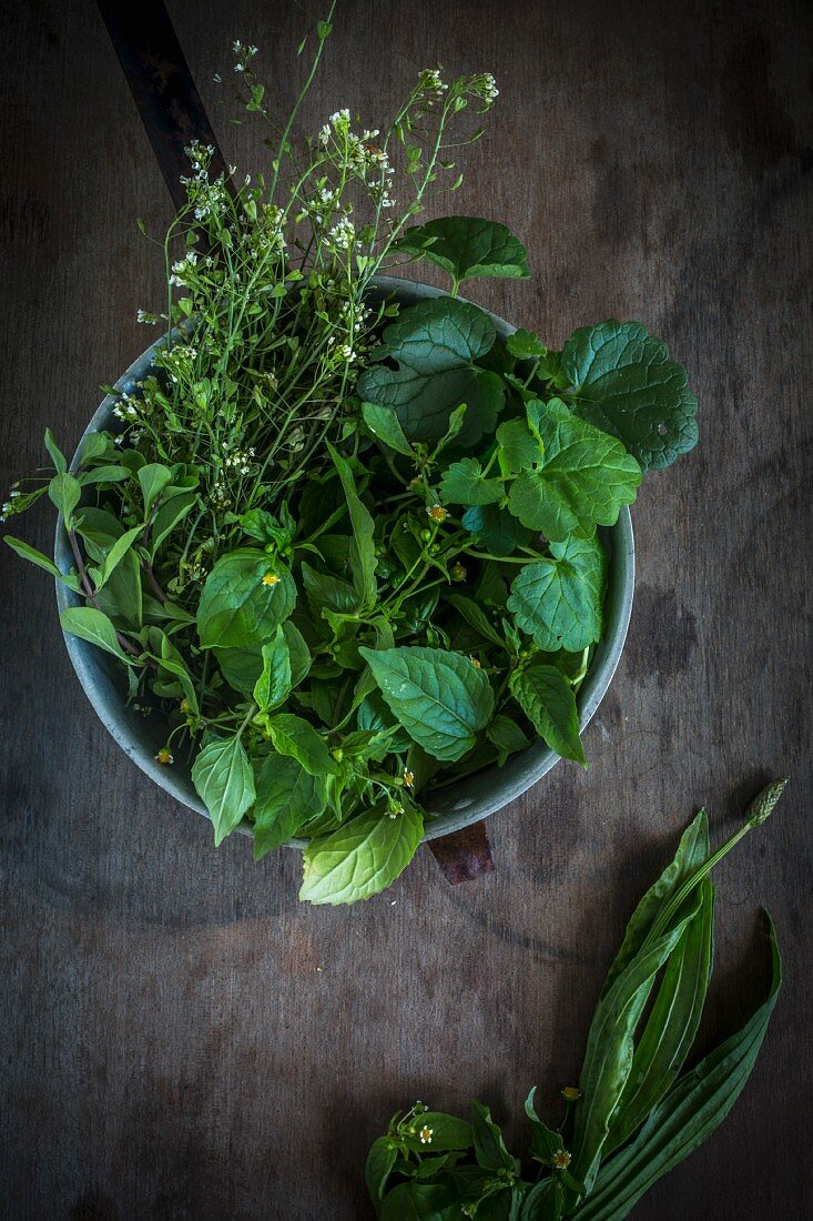 Wild herbs in colander on table top