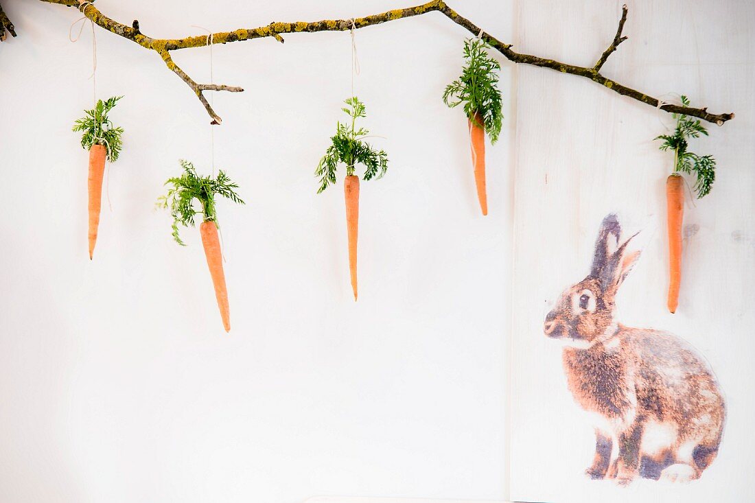 Carrots with leaves hung from branch next to printed picture of rabbit