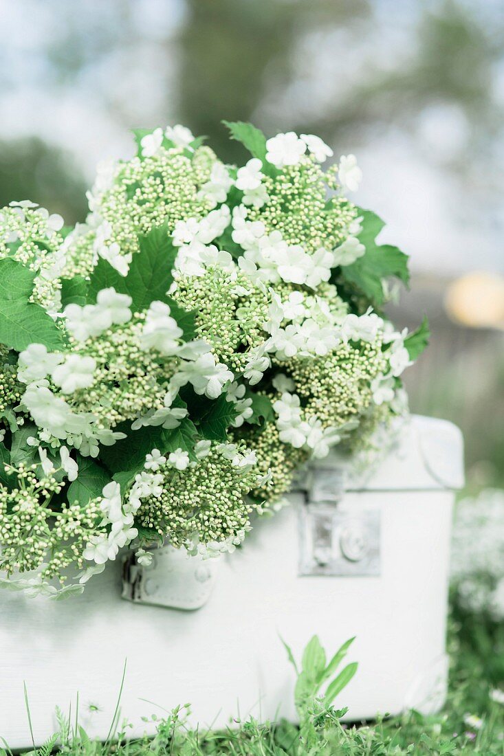 Posy of viburnum on old white suitcase on lawn