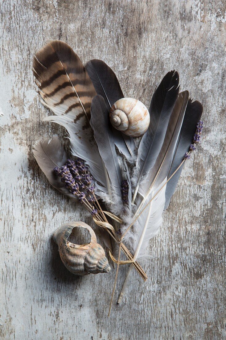 Feathers, lavender and snails' shells on vintage wooden surface