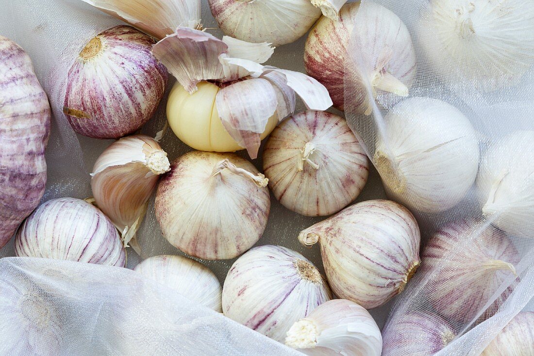 Mixed single clove and purple garlic lying on top of white shiny organza taken from above