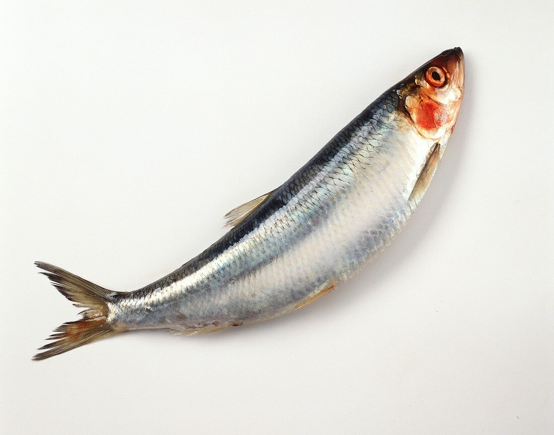 A Whole Herring