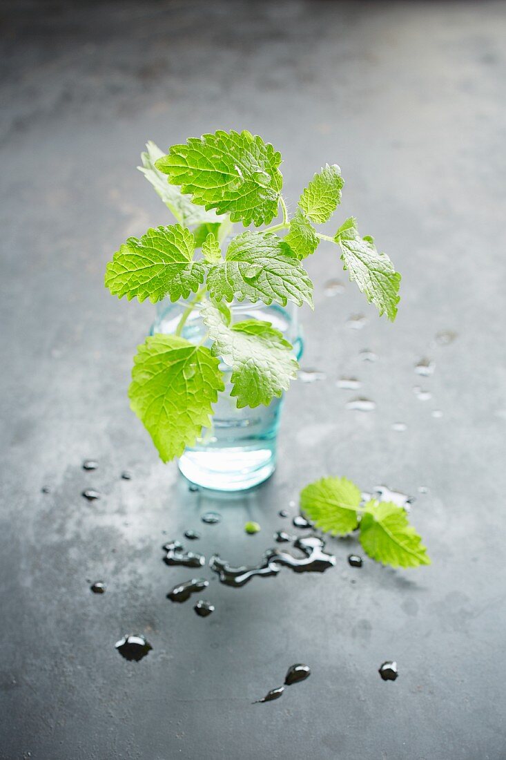 Fresh lemon balm in a glass