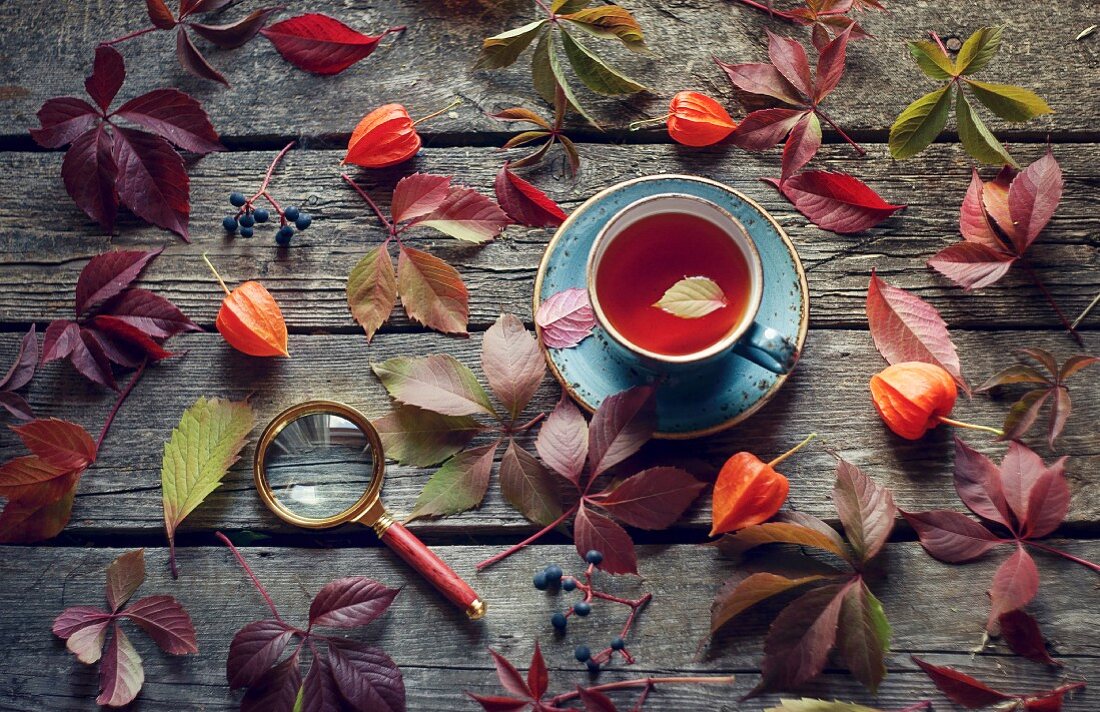 Herbstblätter und Beeren auf Holztisch mit Tee und Lupe