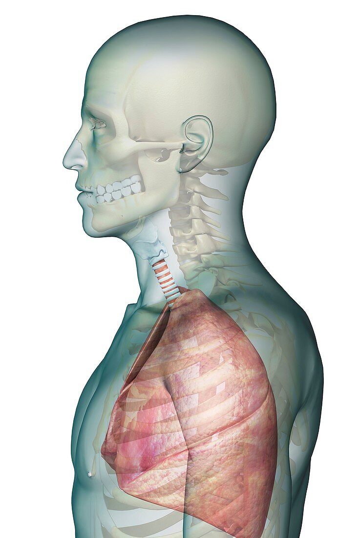 The Respiratory System, artwork