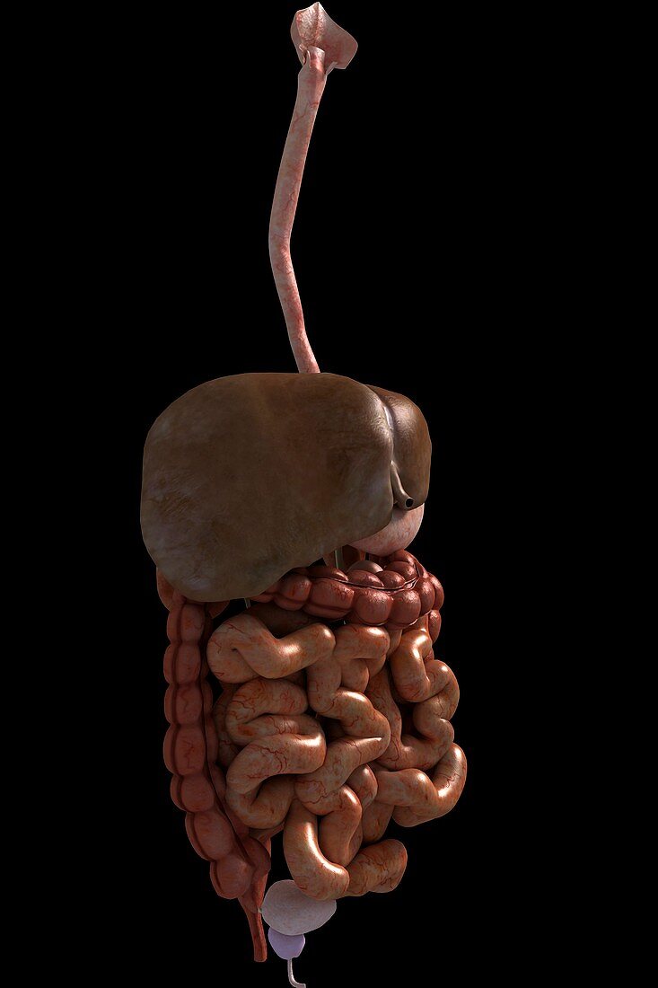 The Digestive System, artwork