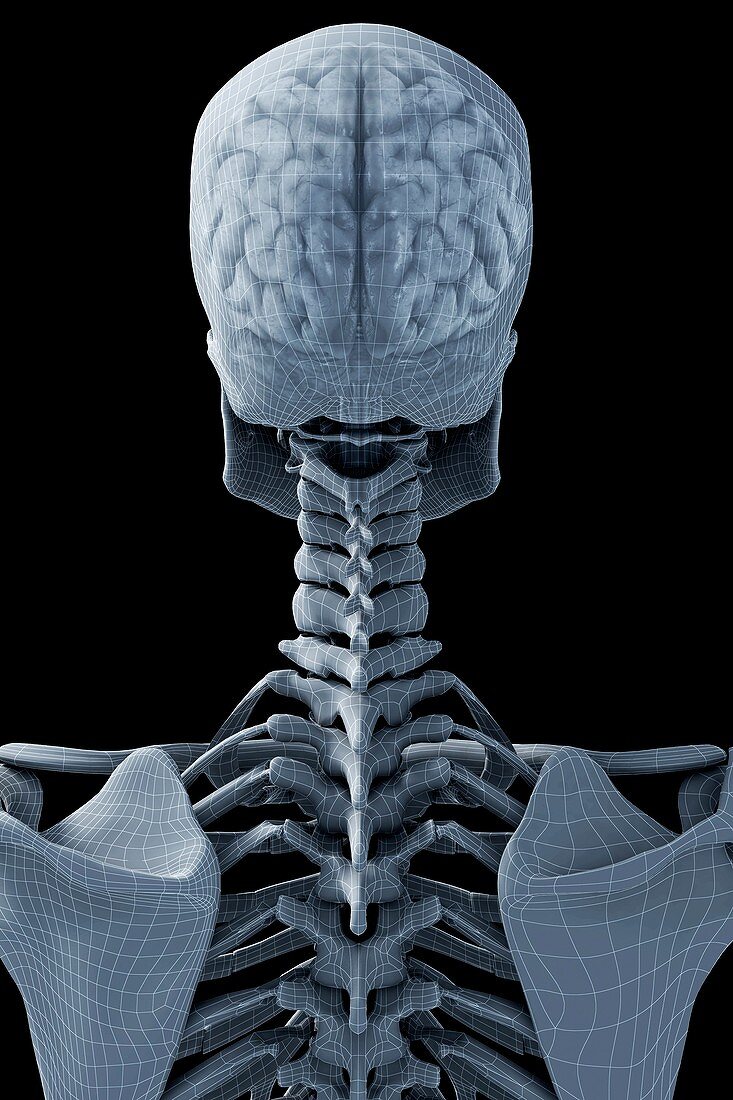 The Brain within the Skeleton, artwork