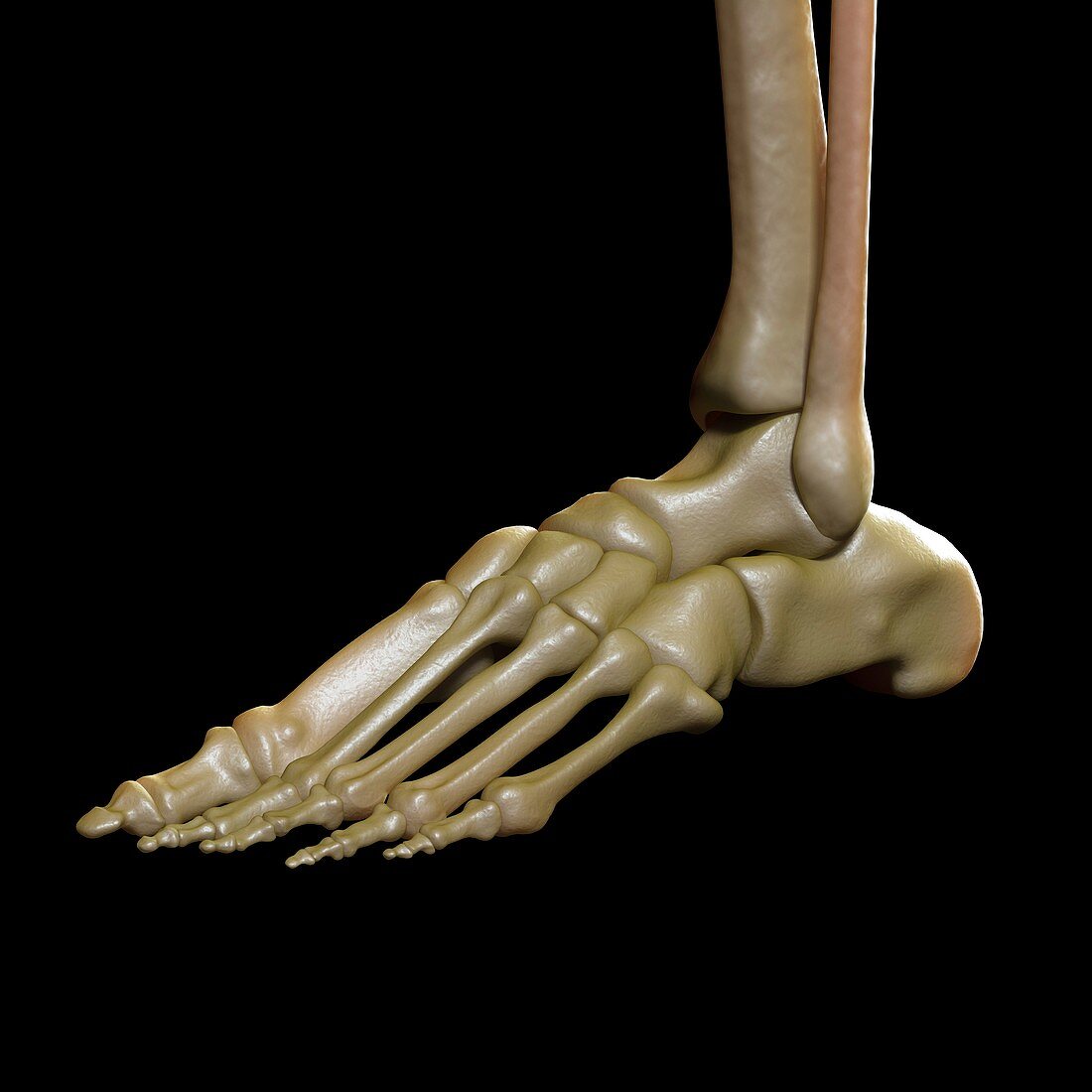 The Foot Bones, artwork