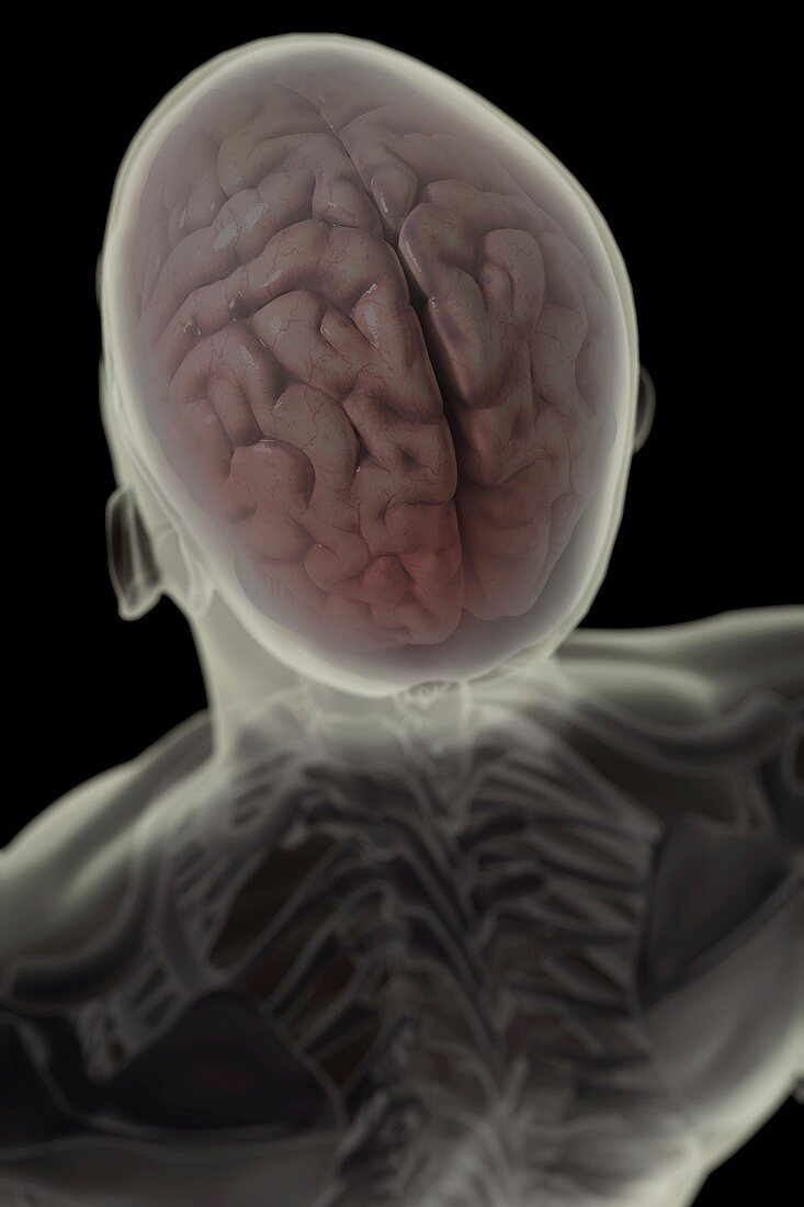 Human Brain, artwork