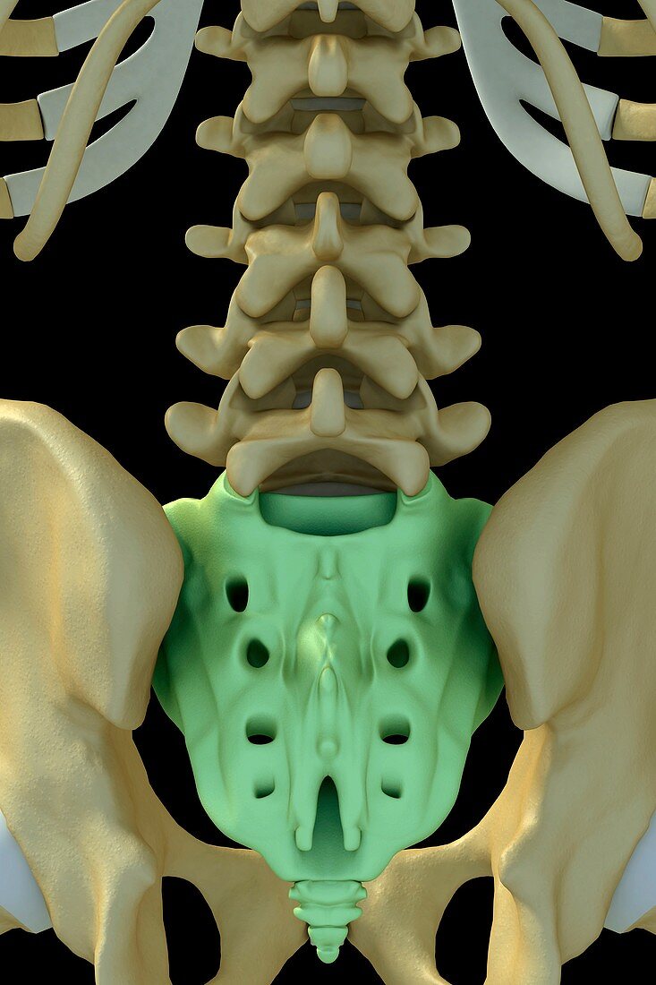 The Sacrum, artwork