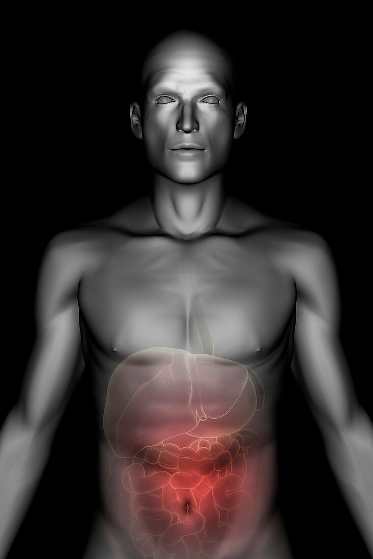 The Digestive System, artwork