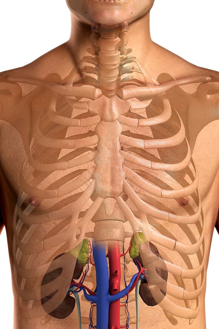 The Renal System, artwork