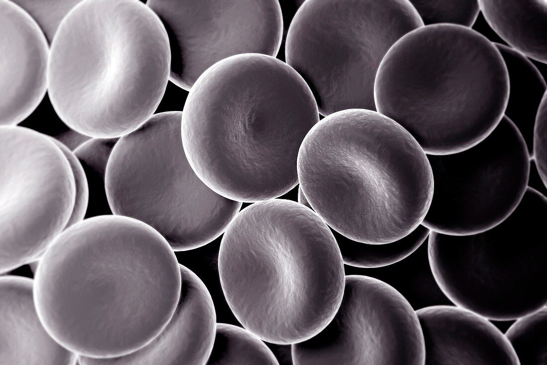 Red Blood Cells, artwork