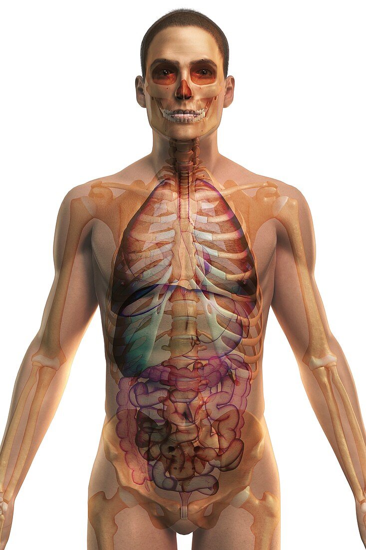 The Respiratory and Digestive Systems