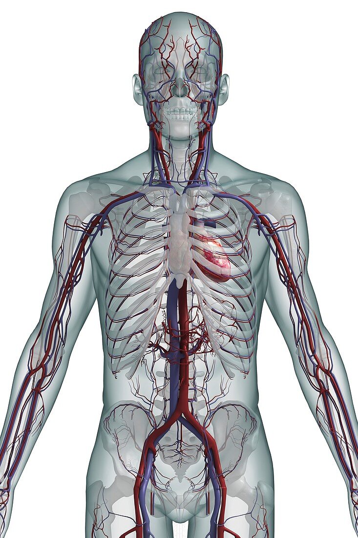 The Cardiovascular System, artwork