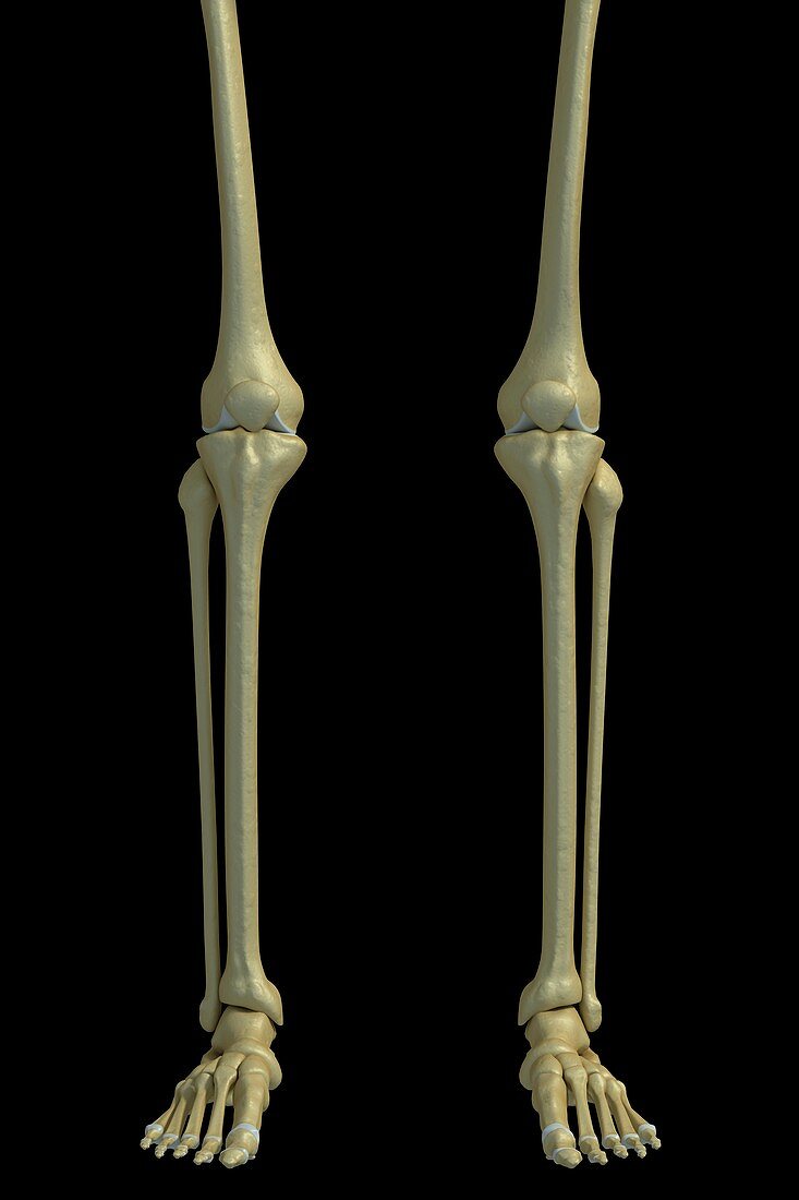 Bones of the Legs, artwork