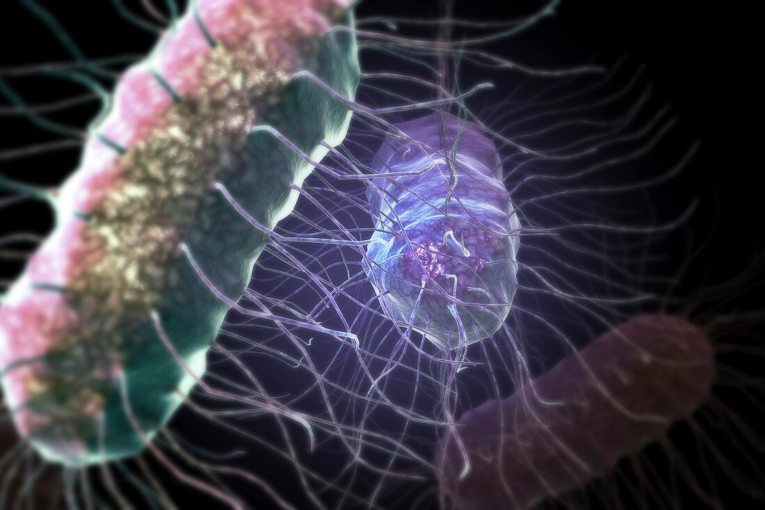 Rod-shaped Bacteria, artwork