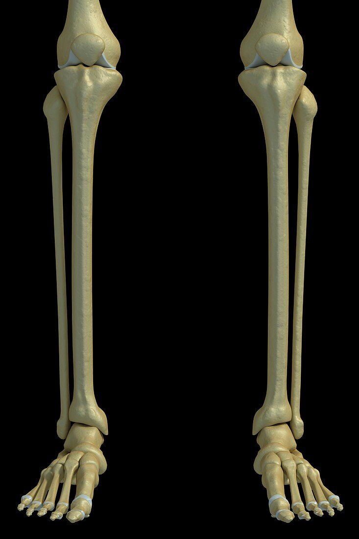 The Lower Leg Bones, artwork