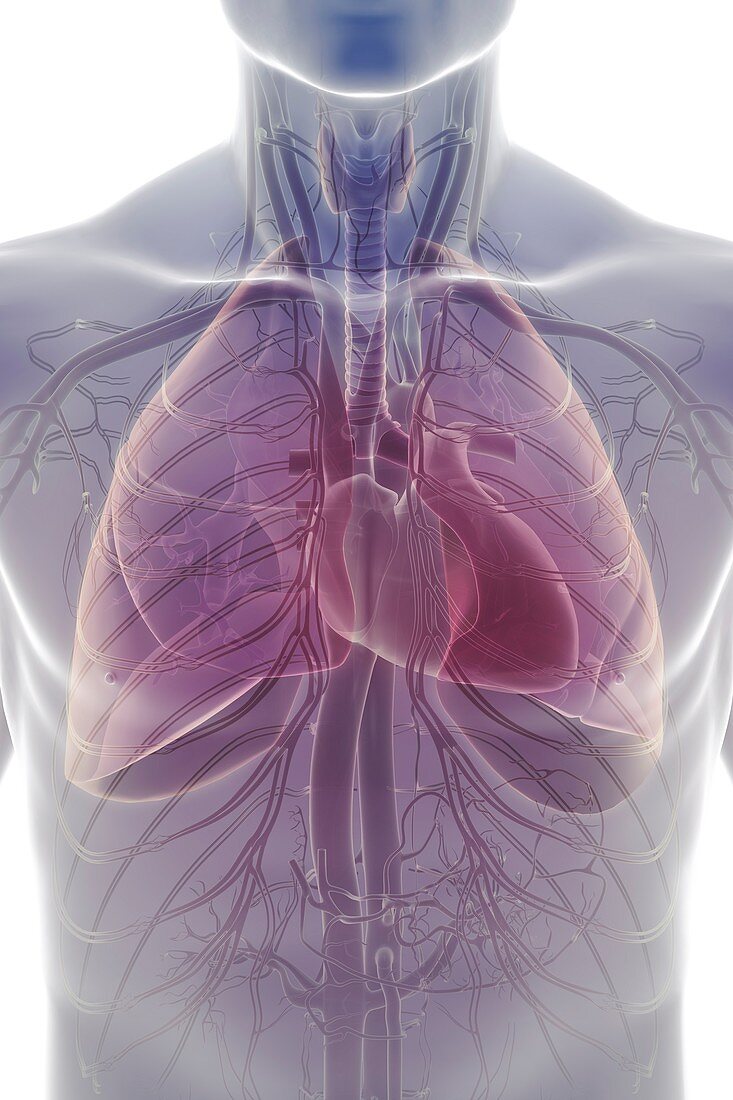 The Cardiovascular and Respiratory System