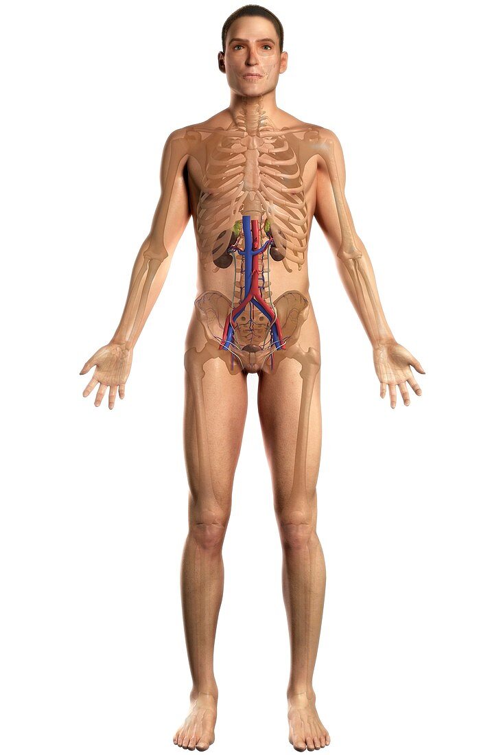 The Renal System (Male), artwork