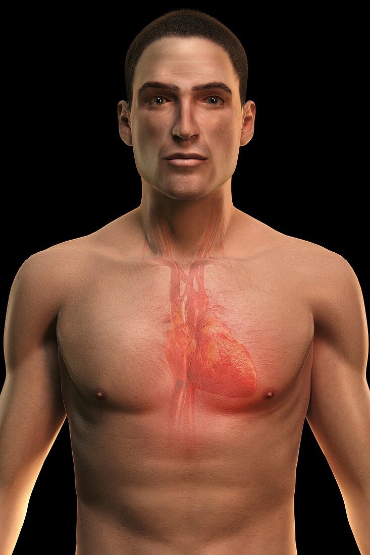 The Cardiovascular System, artwork