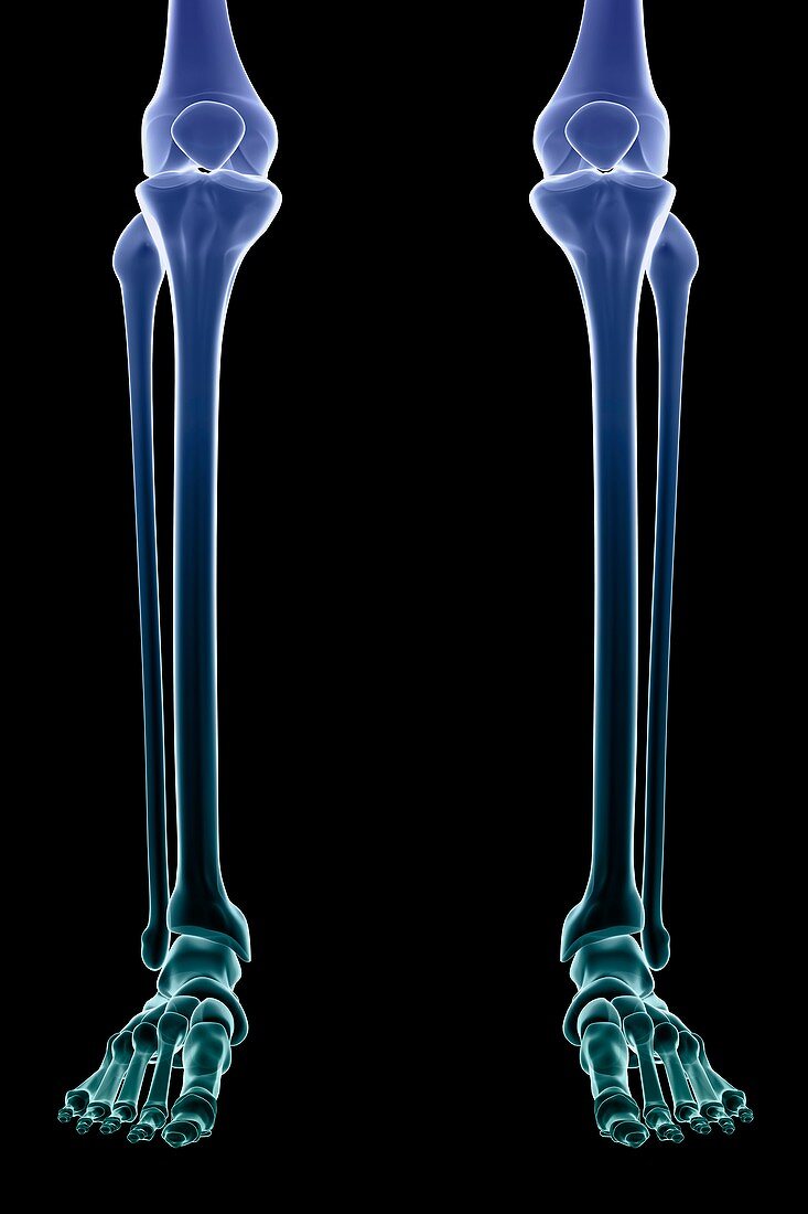 Bones of the Lower Legs, artwork