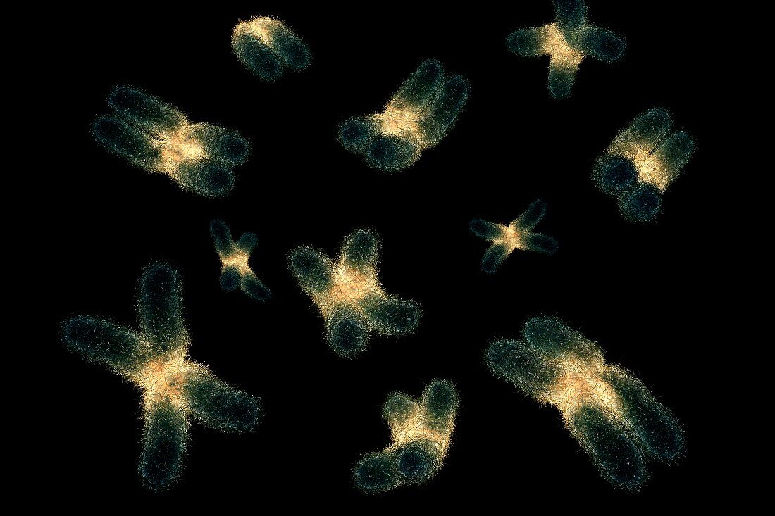 Human Chromosomes, artwork