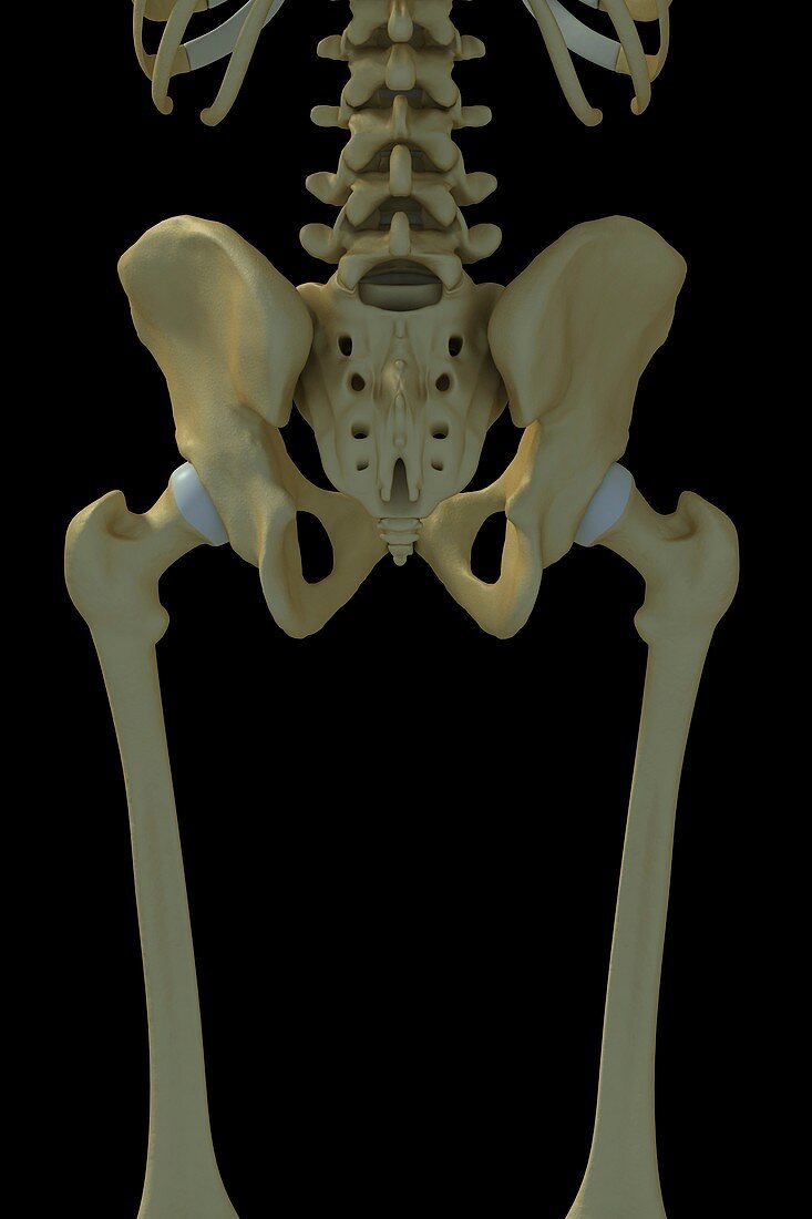 Bones of the Pelvis and Lower Back