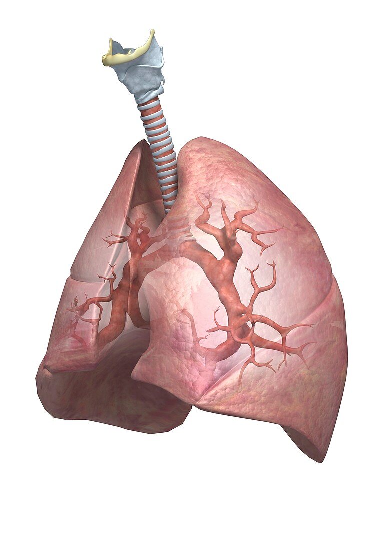 The Lungs, artwork