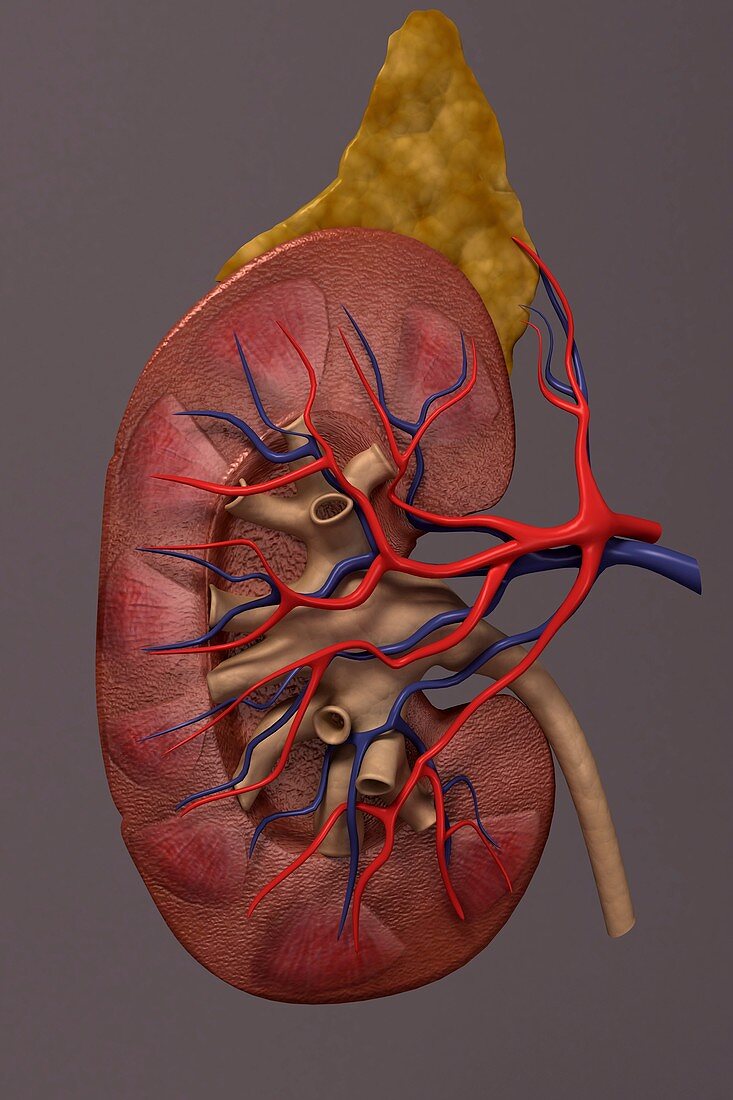 The kidney (Sectioned), artwork