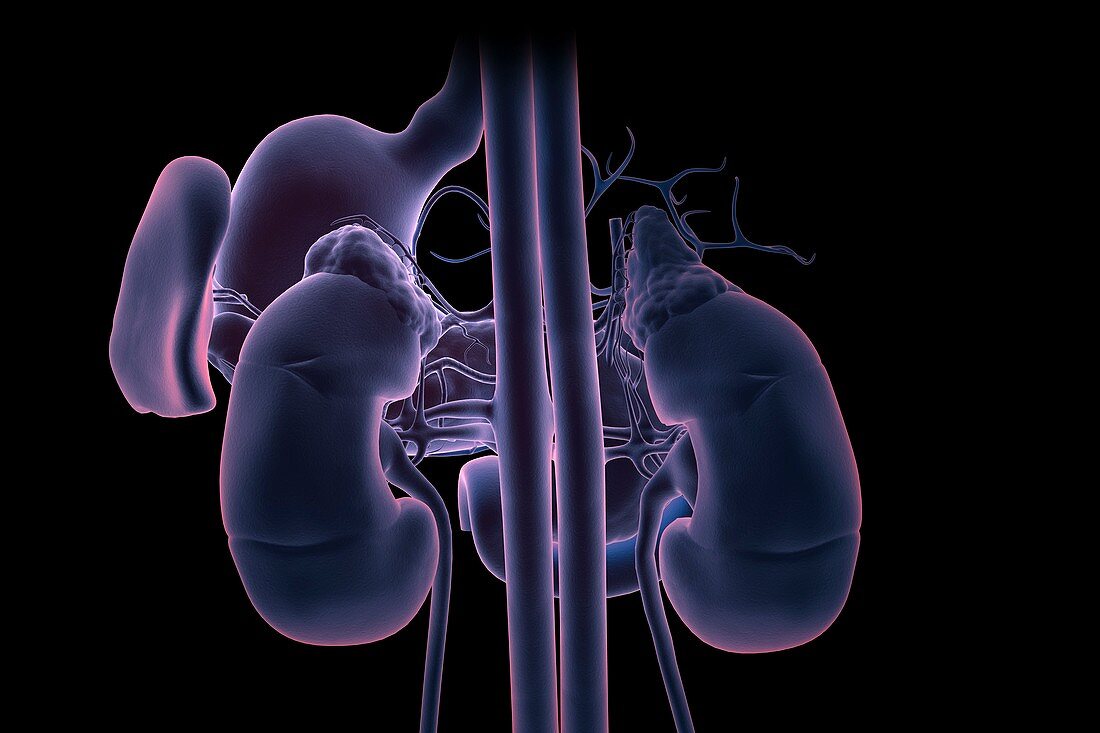 The Renal System, artwork